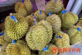 梧州也有榴莲种植基地啦图片