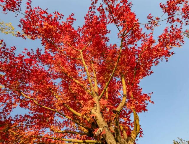 打卡定州限定秋景！