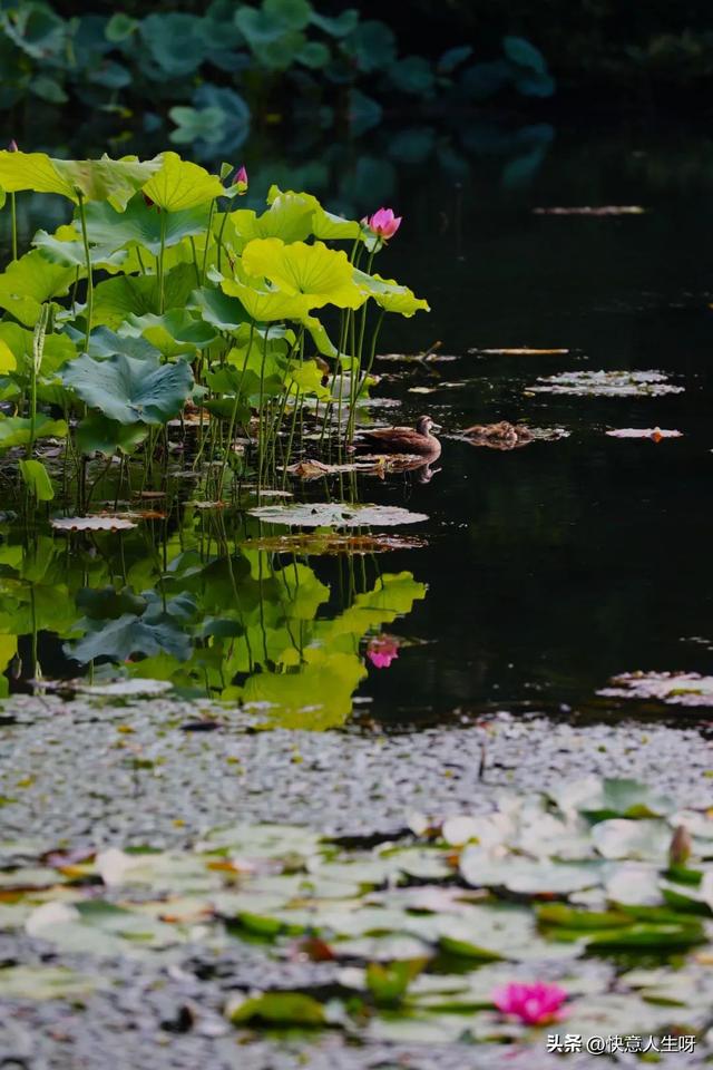 西湖如梦 | 曲院风荷