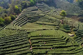 谁才是我国茶叶第一大省？10大名茶都在南方，其中却有一个北方省图片