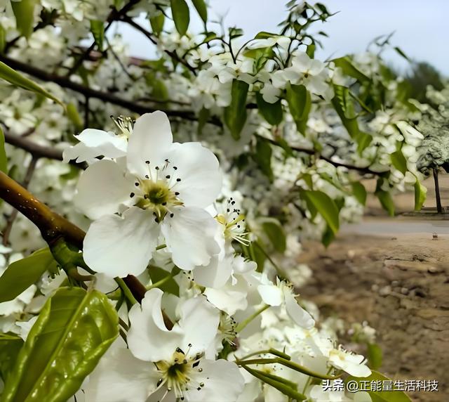 万亩梨花醉春风！3万亩梨园盛放迎客，第十一届梨花节浪漫启幕！
