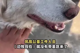 边牧偷吃贡品胖成“猪”？墓园回应：它本来就很胖，已被禁足，鼓励群众将贡品带走图片