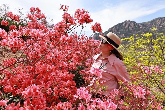 满山遍野的映山红