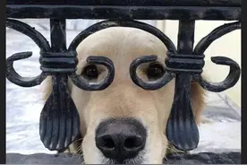 就在今天，12306居然崩了？崩了？你敢信？图片