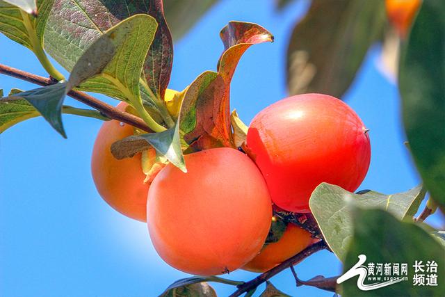 红透山间！长治老顶山“柿”意正浓