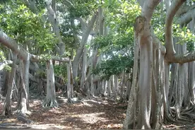 世界上10种最昂贵的树种，如今已所剩无几图片