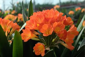 一个女人，自己的旧衣服处理不好，大多命运不佳图片