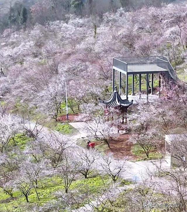 成都最新5个梅林花海，你该去哪个？其中一个被称为成都小林芝！