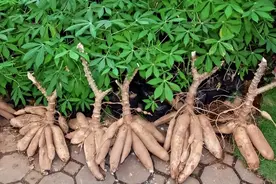 被当成主粮食用，却身含“剧毒”，为何如今还在大量种植？图片