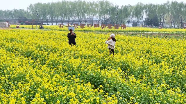 大汶口镇：油菜花开“金”满地 馨香四溢沁心脾