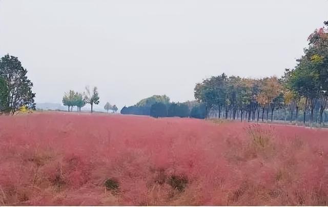 一叶知秋！2025年石家庄市城区赏秋指南来啦 这些地方别错过