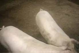 农村养猪牛羊、鸡鸭鹅等禽类，所有养殖中，来钱最快的是养土猪图片