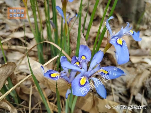 临安青山湖最佳登高点,沿途散布众多蛋形石与古墓