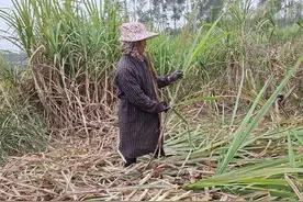 广西又到了砍甘蔗季节，今年实行机械化了，砍甘蔗的人要失业了图片