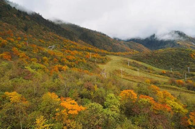 划得来！秋天来西岭雪山看彩林，门票直接免了！