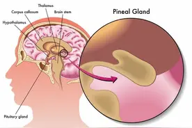 人体最小的器官是什么？图片