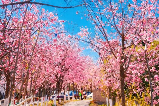 看完滇超游昆明，5个人少景美超出片的小众赏花地