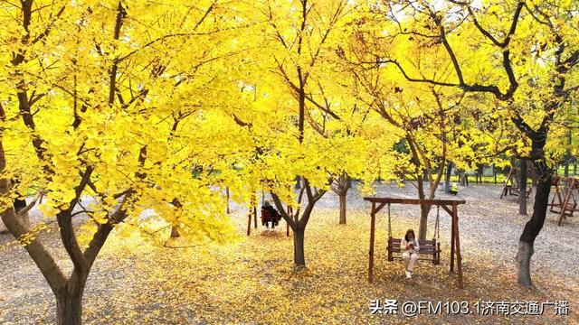 济南植物园藏着秋日顶流！这漫天红叶，正等你赴一场红焰之约