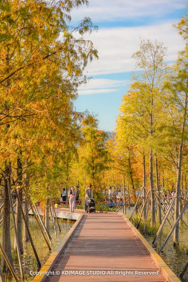 深圳秋日限定:三处落羽杉秘境,邂逅南国绚烂!