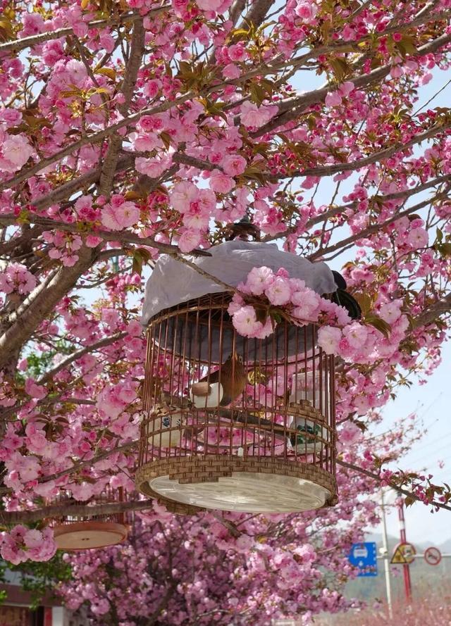 两当：一城繁花绘春色