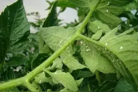 蔬菜生虫不用愁，老农的经验总结有妙招，不打药，不伤苗，还健康图片