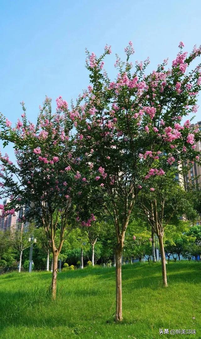 抬头就是满目温柔！来邛崃赴一场紫薇花之约