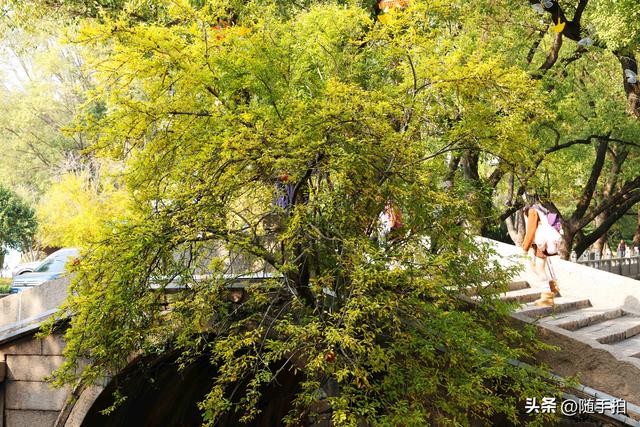 上海：120多年前从古桥石缝中“钻出”的石榴树如今硕果挂枝头
