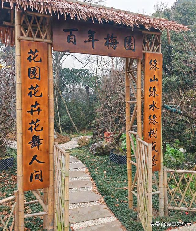 成都超大规模腊梅花，30000余株，不要门票，百年老桩更是惊艳！