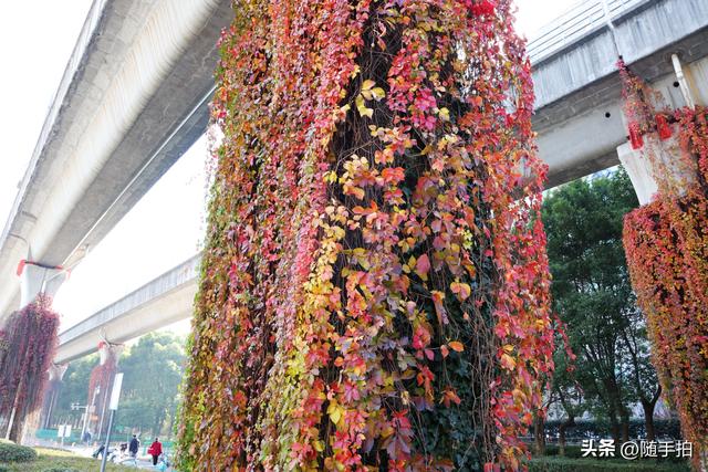 邂逅初冬美景，上海地铁11号线安亭段桥墩爬山虎红了