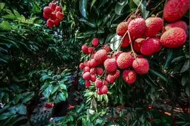 吃完四川荔枝我打8.4分，因为真的有1.6图片