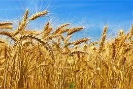 一亩小麦6块钱保费，赔付可高达千元，农民却不交，为什么呢图片