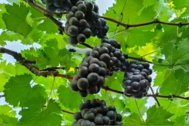 苏州西山岛夏黑葡萄抢鲜上市！图片