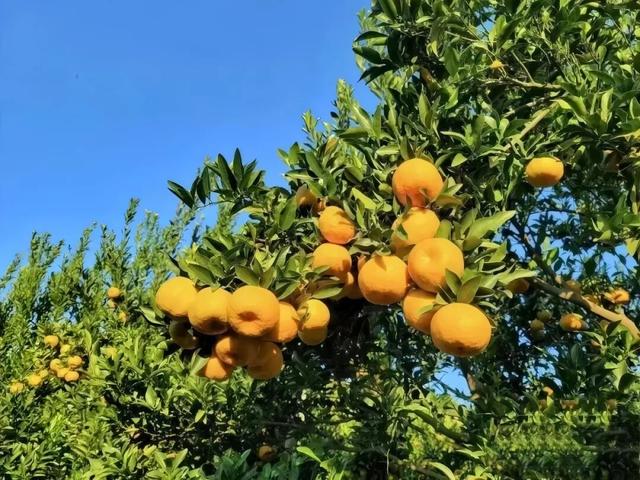 即将开幕！南安这里的芦柑，承包你的秋日甜蜜