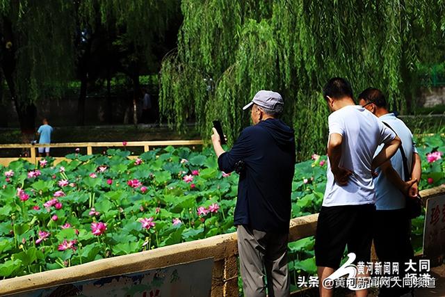 七月盛夏荷韵浓 古都大同展江南风情