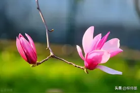 用手机拍玉兰花，怎么拍出高级美？拍照要点在这里图片