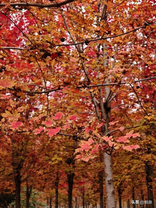 一起感受峰峰的枫