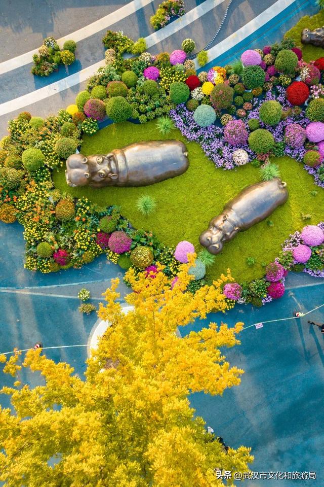 武汉今秋最大花展，限时一个月，免费！