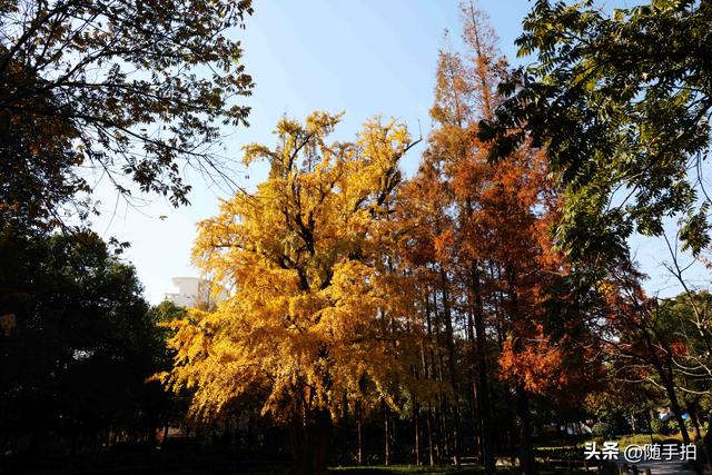 又是一年银杏璀璨时,上海闵行一棵300余年古银杏树进入醉美时刻