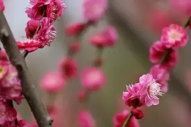 梅花都开好了，这份合肥赏花攻略请查收→图片