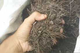 松针土是把“双刃剑”，图片