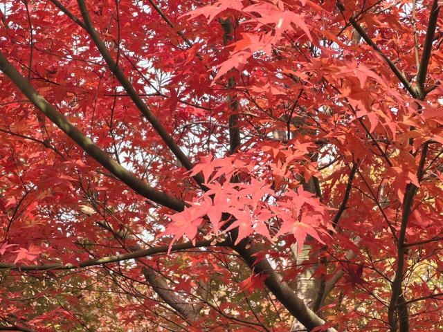 南京栖霞山一日徒步，游千年古刹，看漫山红叶