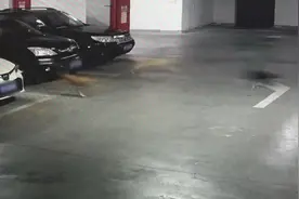 流浪猫狗车库“大战”，重伤汽车，车主只能认倒霉？法院判了图片