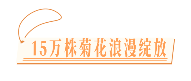 美到失语！15万株菊花，全屏视觉盛宴，3s不心动算我输