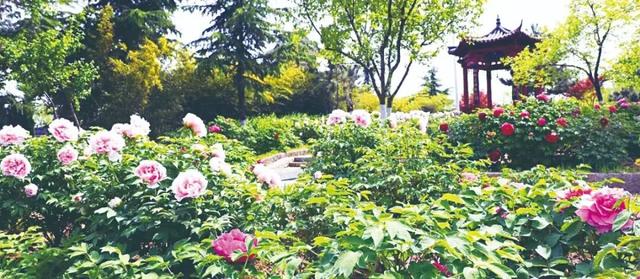 马上开园！临沂这里要火了！