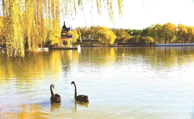 邯郸这里有个“天鹅湖”！