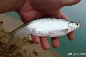 “白条”有多招人恨？钓鱼佬恨得咬牙切齿，它真的没有优点吗？图片