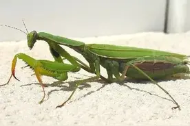 古人为了治病，勇敢尝试吃虫子——中药里疗效独特的虫类药图片