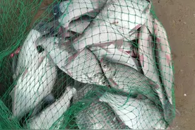 深秋野钓鳊鱼全攻略，个体普遍较大，钓位、钓法及饵料和窝料图片