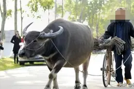 谁死谁有理？男子半夜偷牛被牛顶死，家属要求牛主人赔偿50万图片