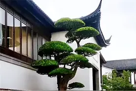 “要想富，栽好树”！房前屋后栽上4种树，兴旺发达，好处多图片